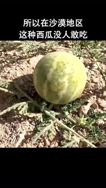 吃沙漠瓜的视频,揭秘沙漠瓜的独特魅力 第2张 吃沙漠瓜的视频,揭秘沙漠瓜的独特魅力 第2张